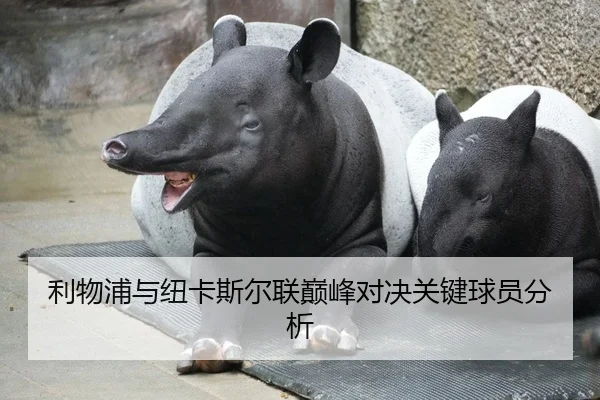 利物浦与纽卡斯尔联巅峰对决关键球员分析